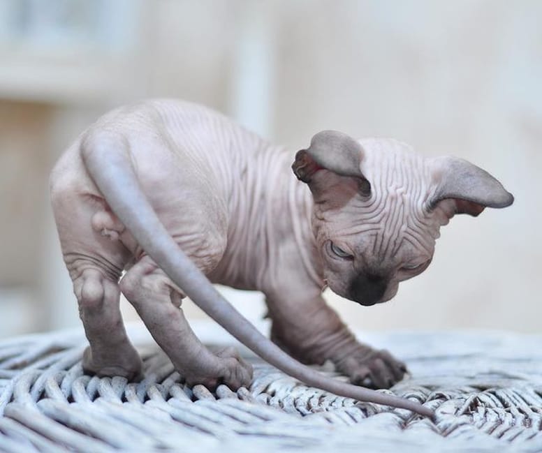 Maglietta Gatto Che Diventa Tigre - Design Kawaii Per Bambini E Amanti Degli Animali